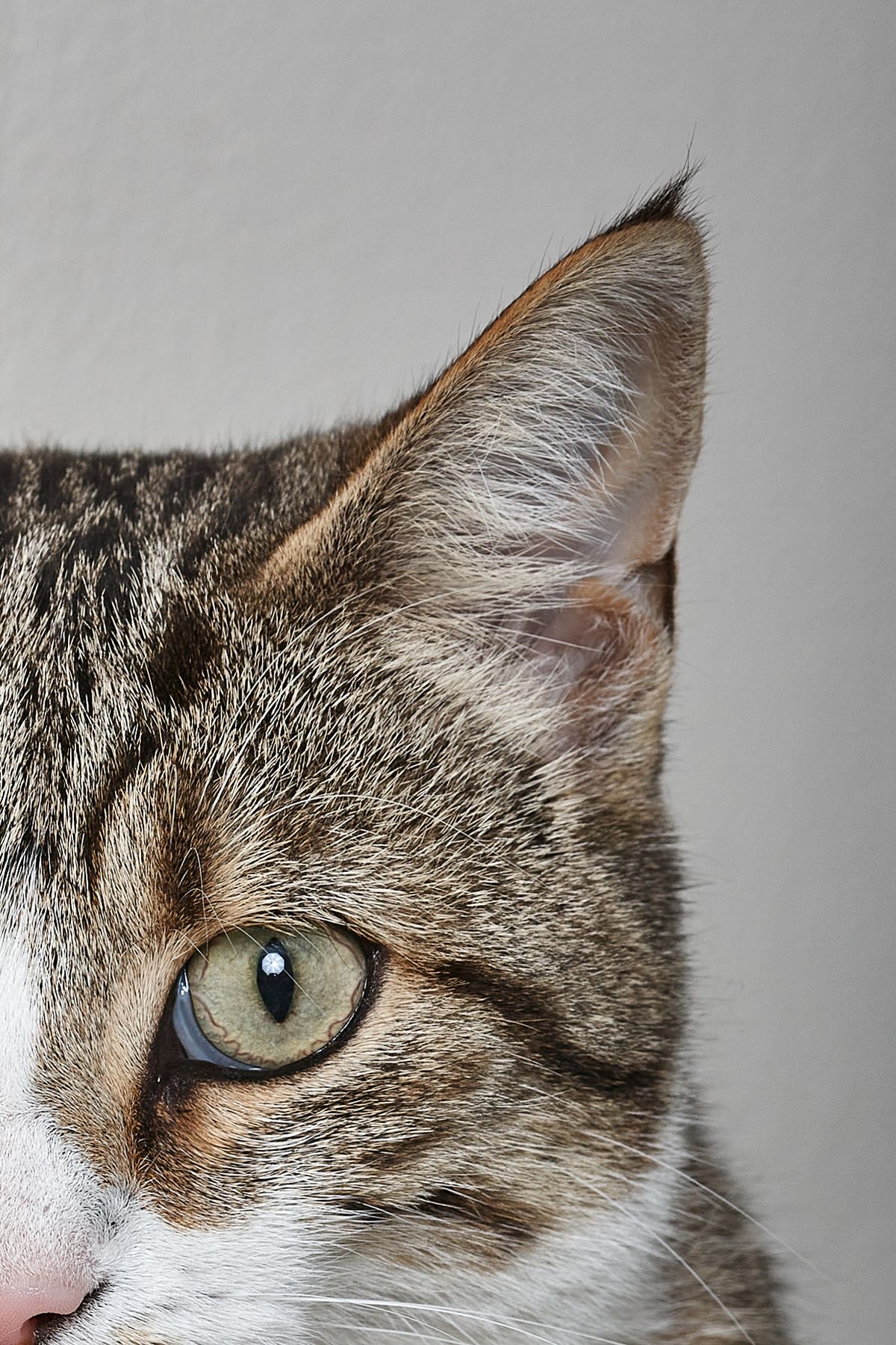 Animaux — photographie 1