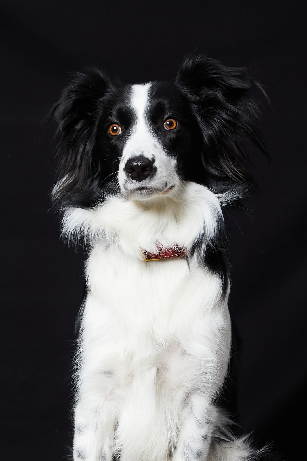 Animaux — photographie 2