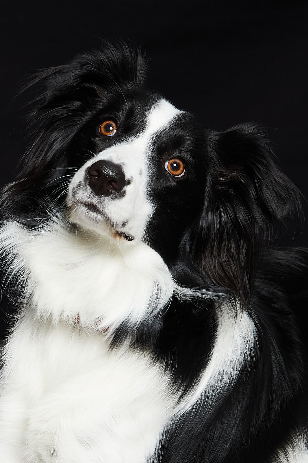 Animaux — photographie 3