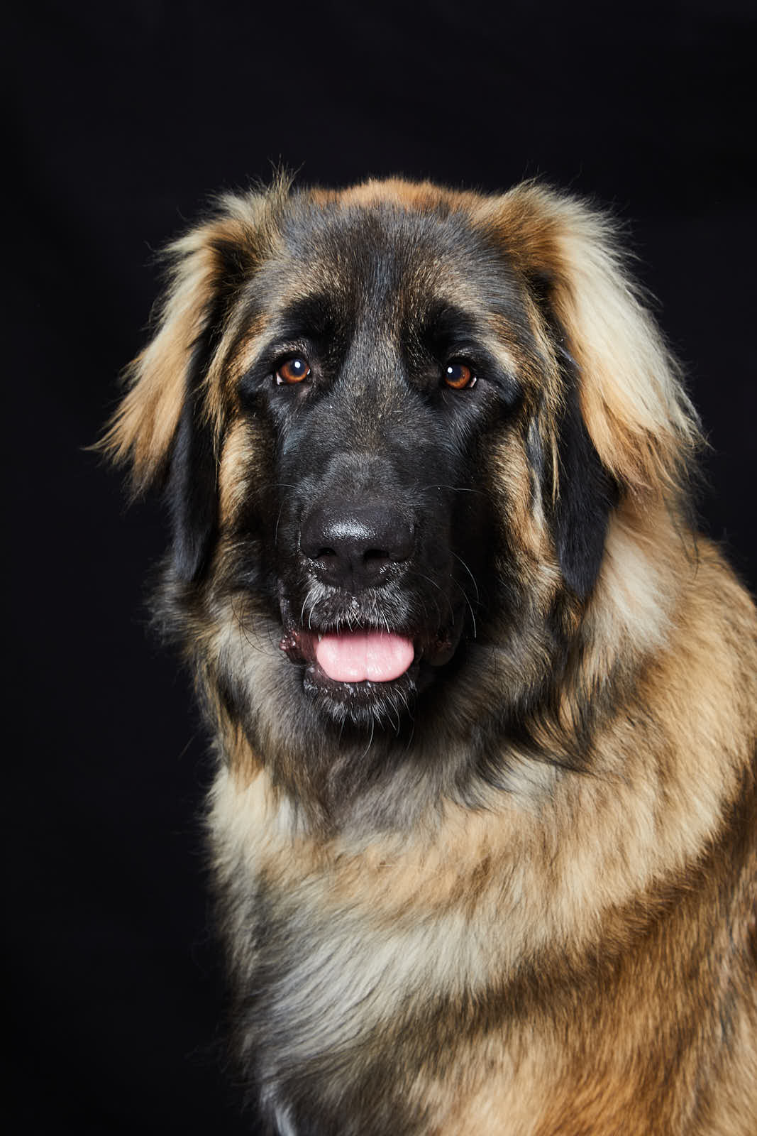 Animaux — photographie 4