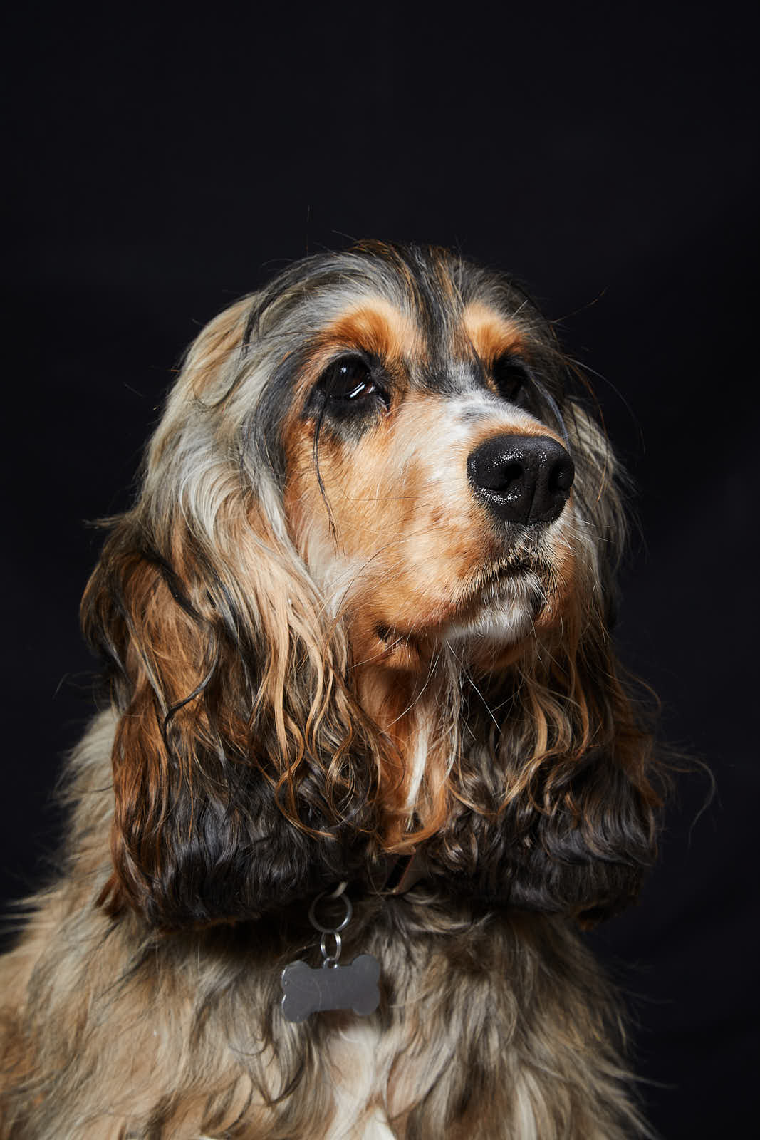 Animaux — photographie 5