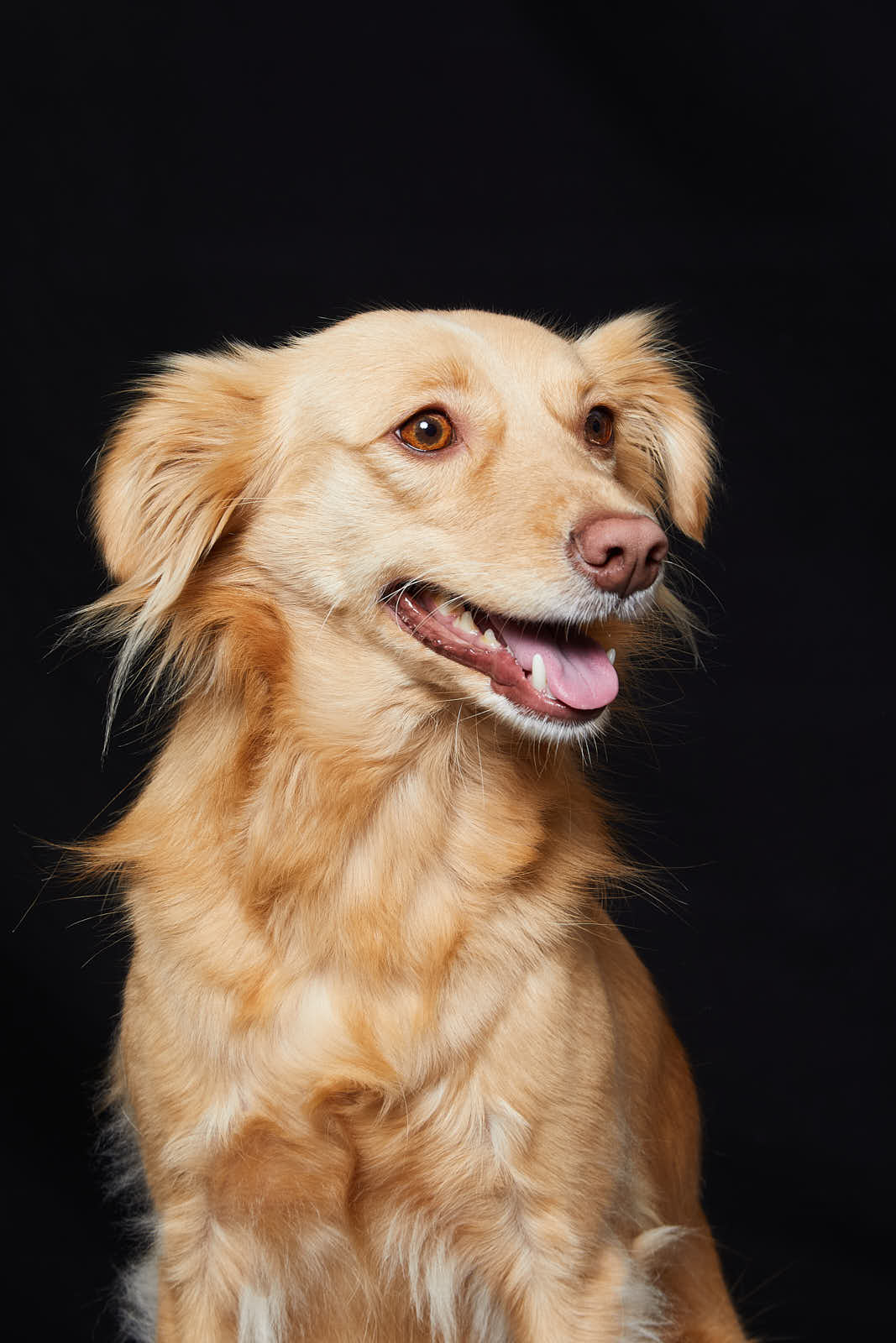 Animaux — photographie 6