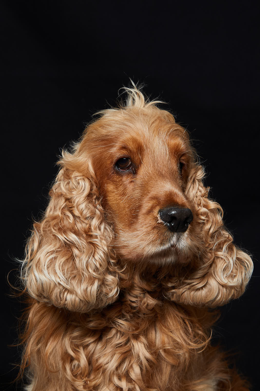 Animaux — photographie 7