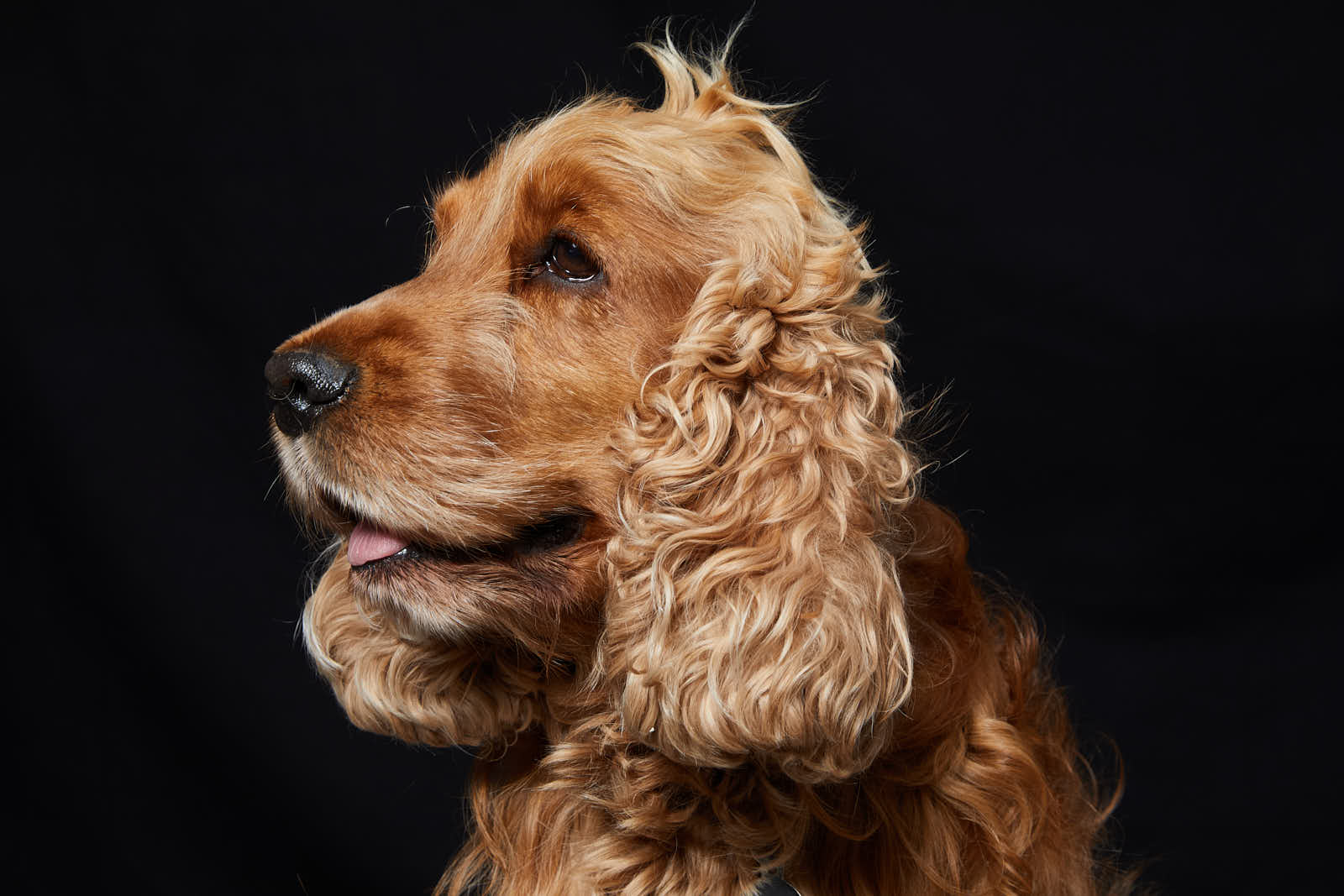 Animaux — photographie 8