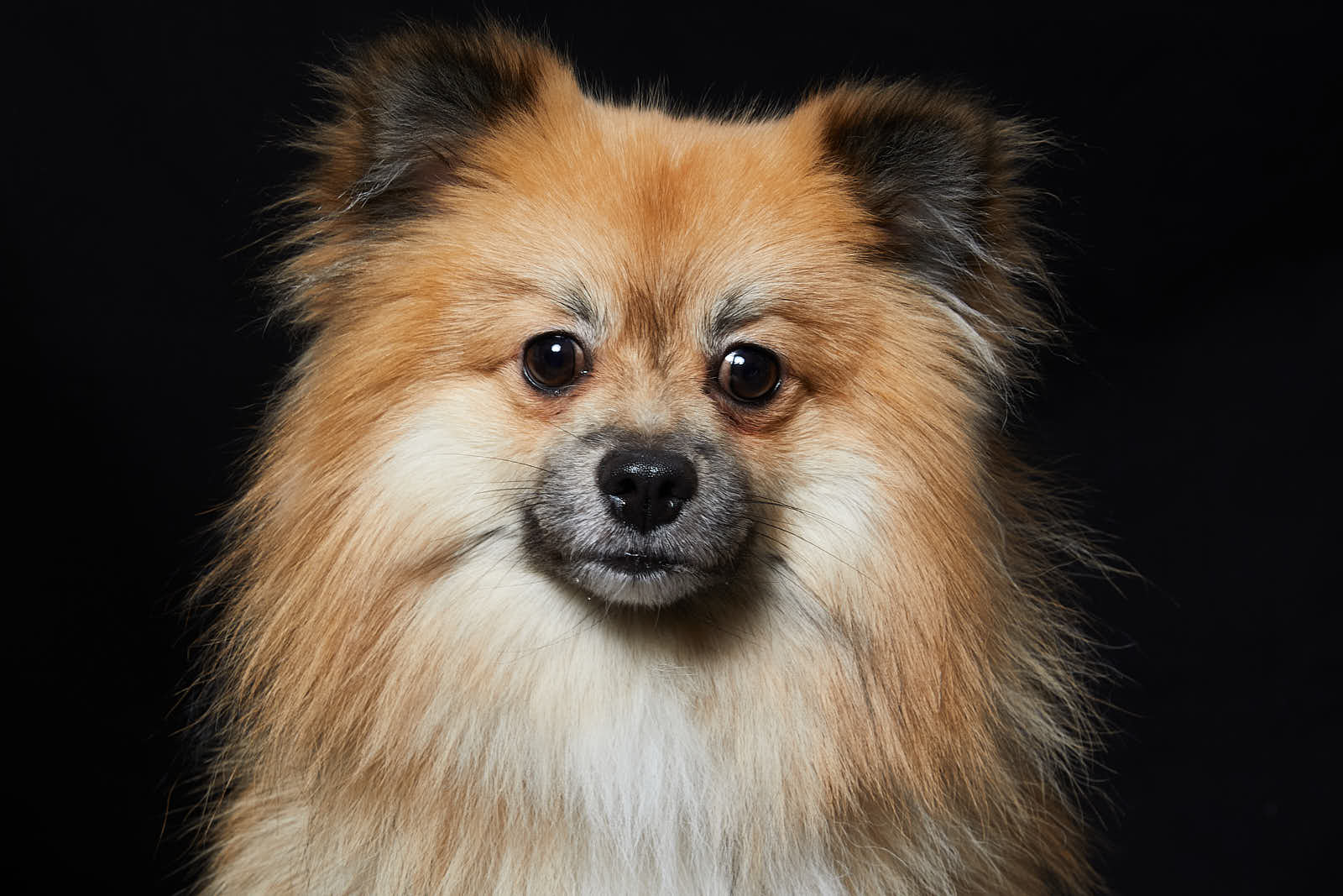 Animaux — photographie 9