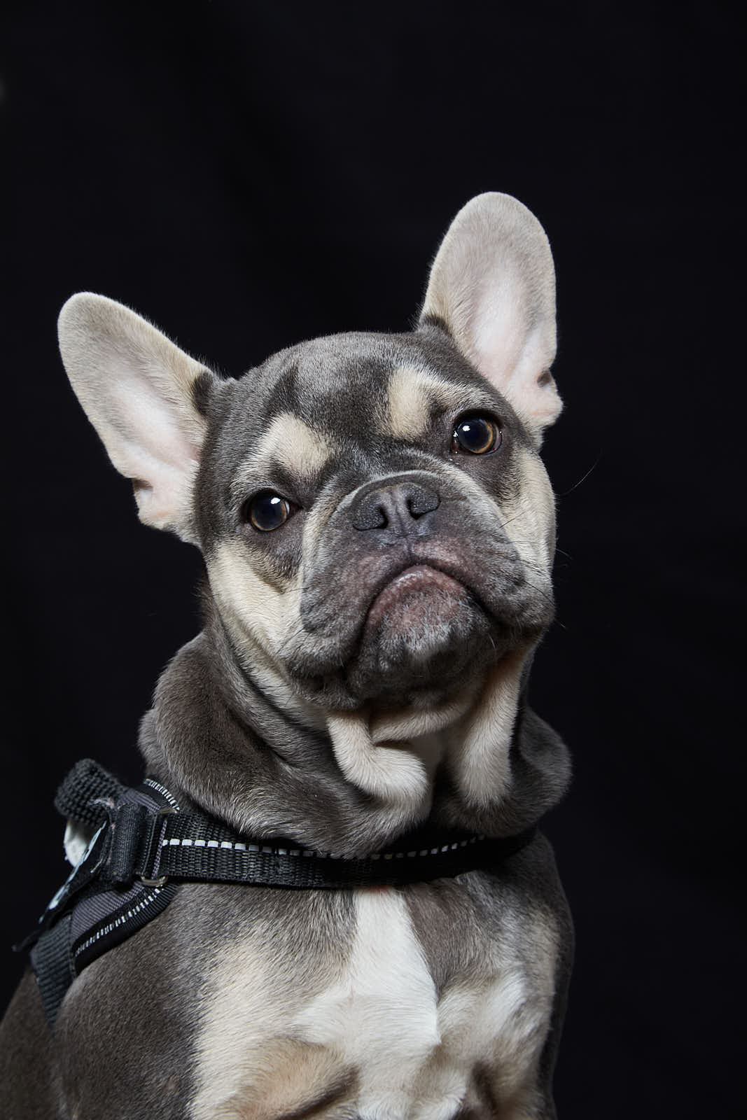 Animaux — photographie 10