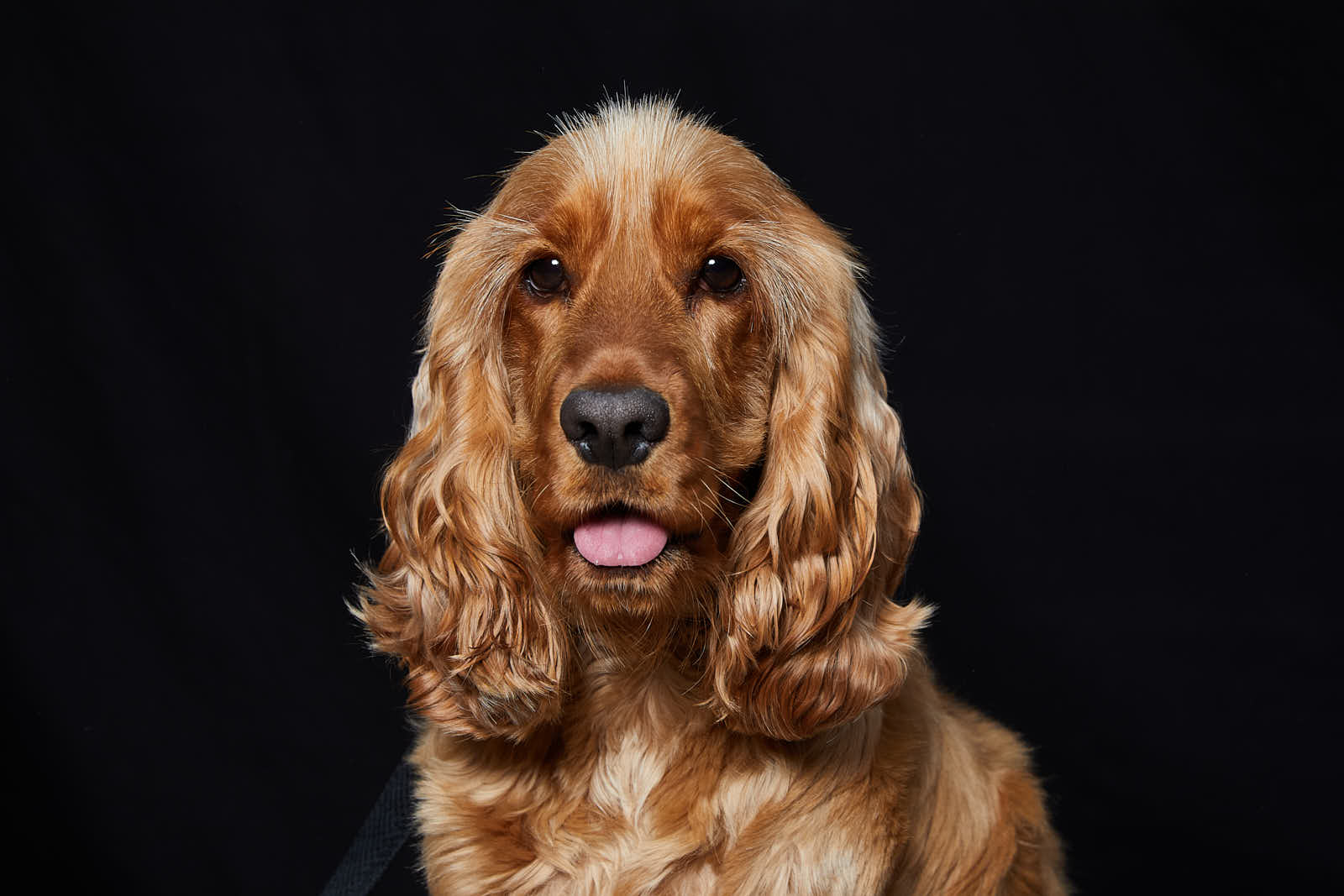 Animaux — photographie 11