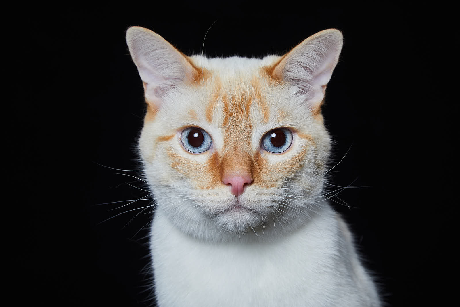 Animaux — photographie 13
