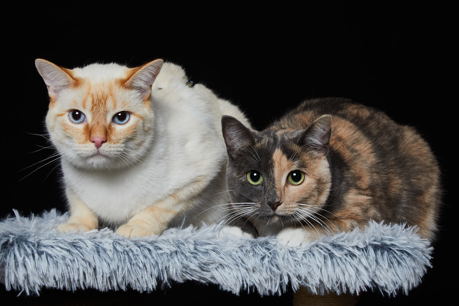 Animaux — photographie 14