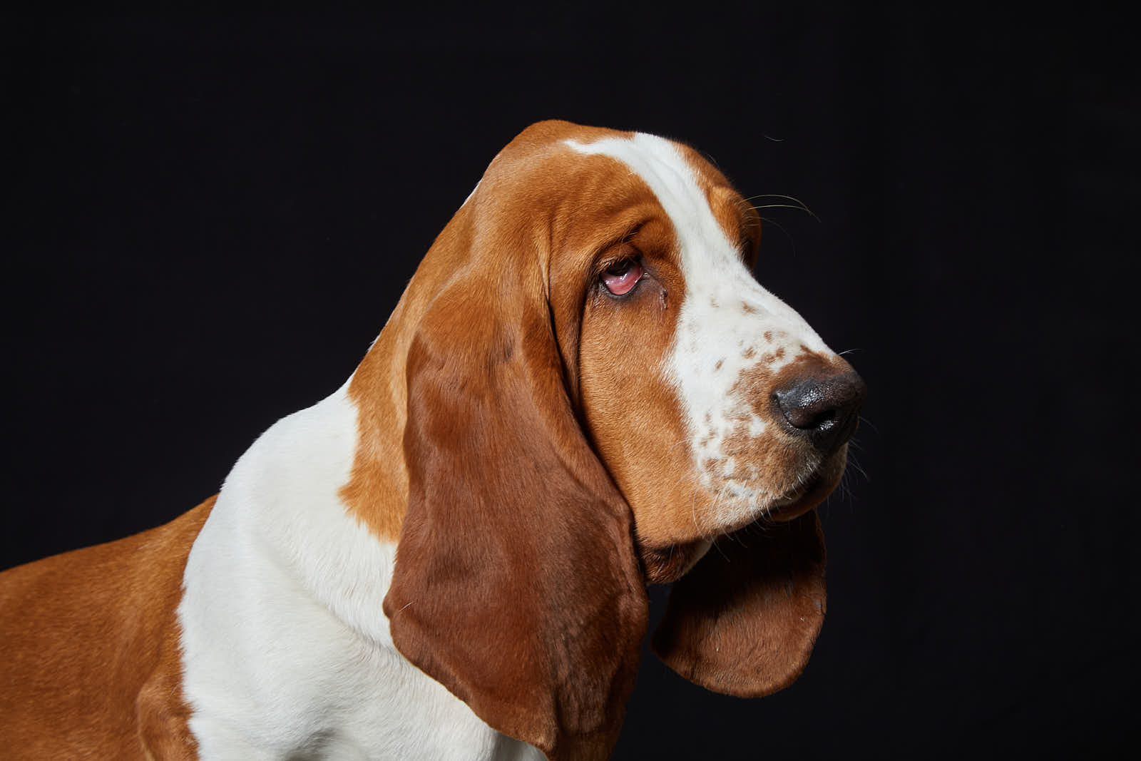 Animaux — photographie 15