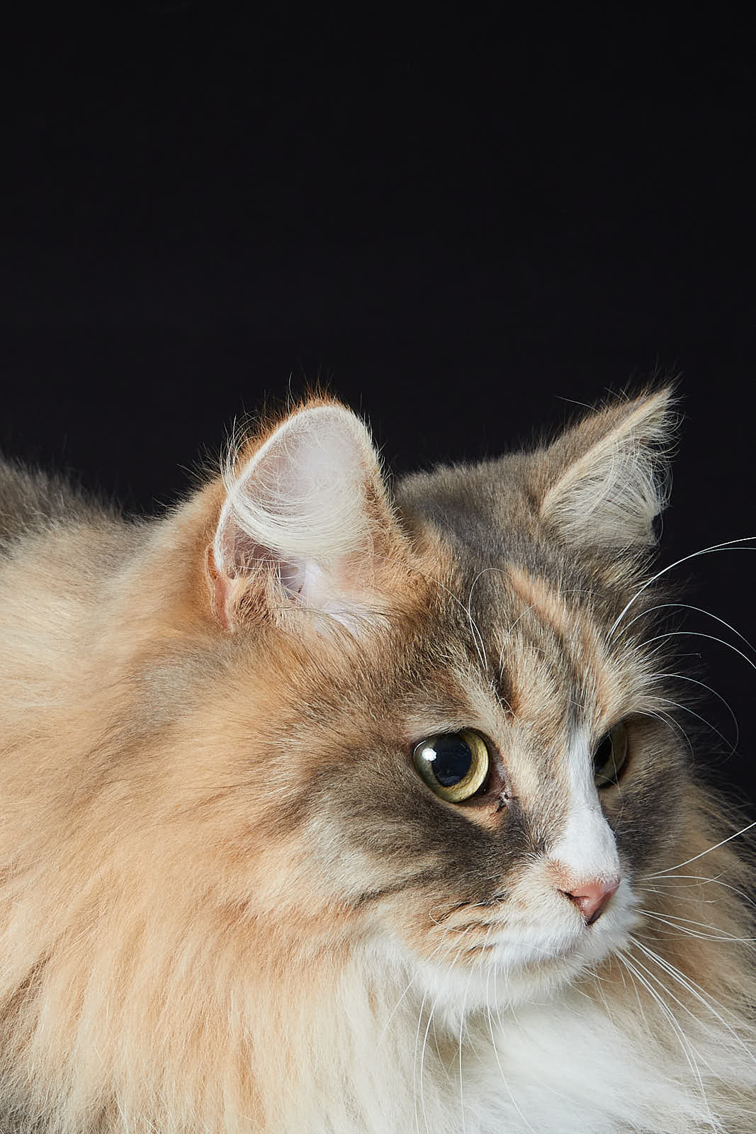 Animaux — photographie 16