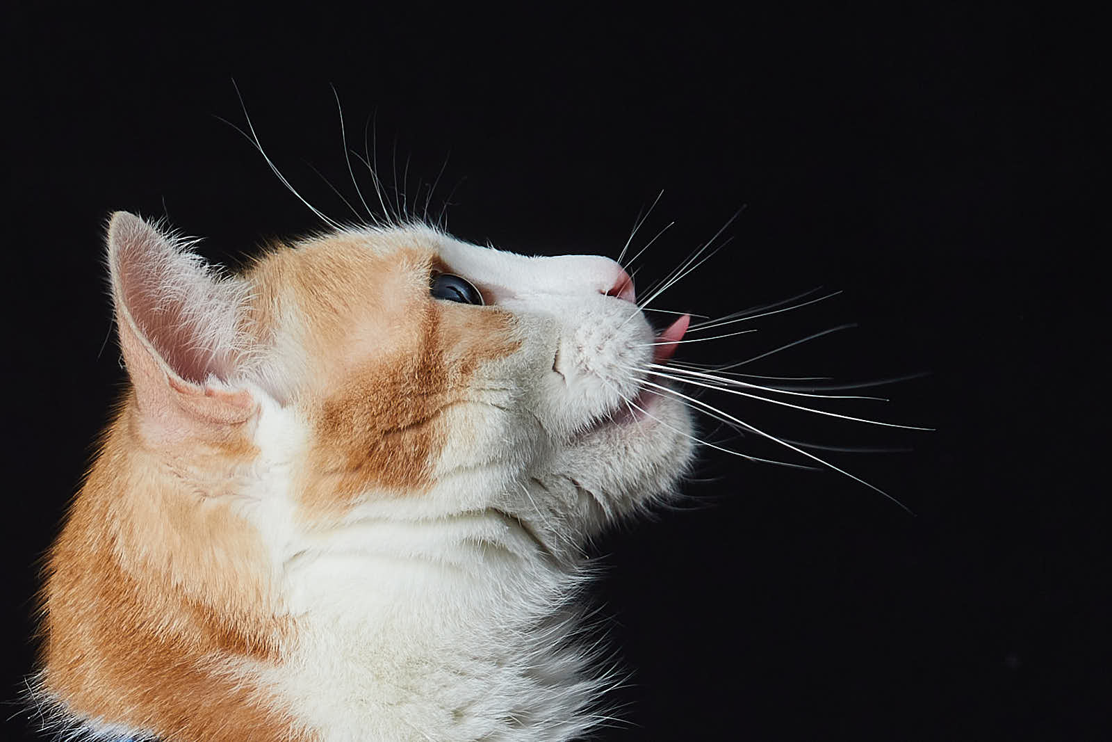 Animaux — photographie 17