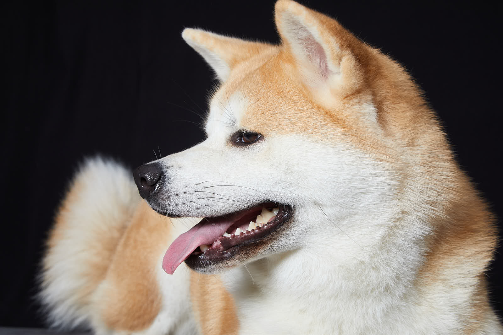 Animaux — photographie 18
