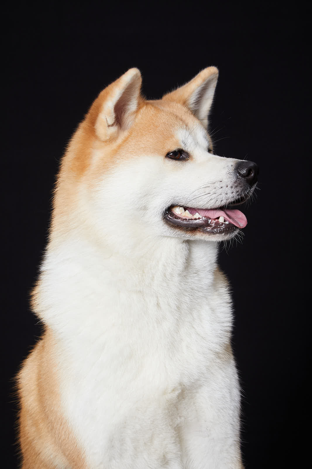Animaux — photographie 20