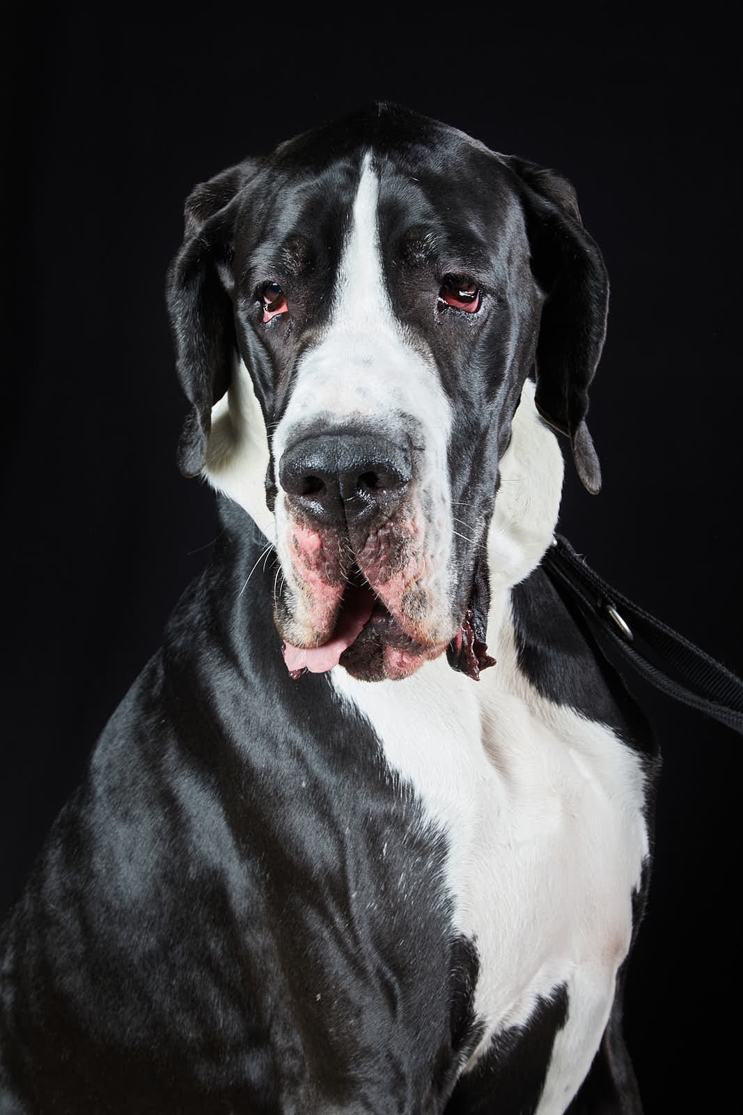 Animaux — photographie 21