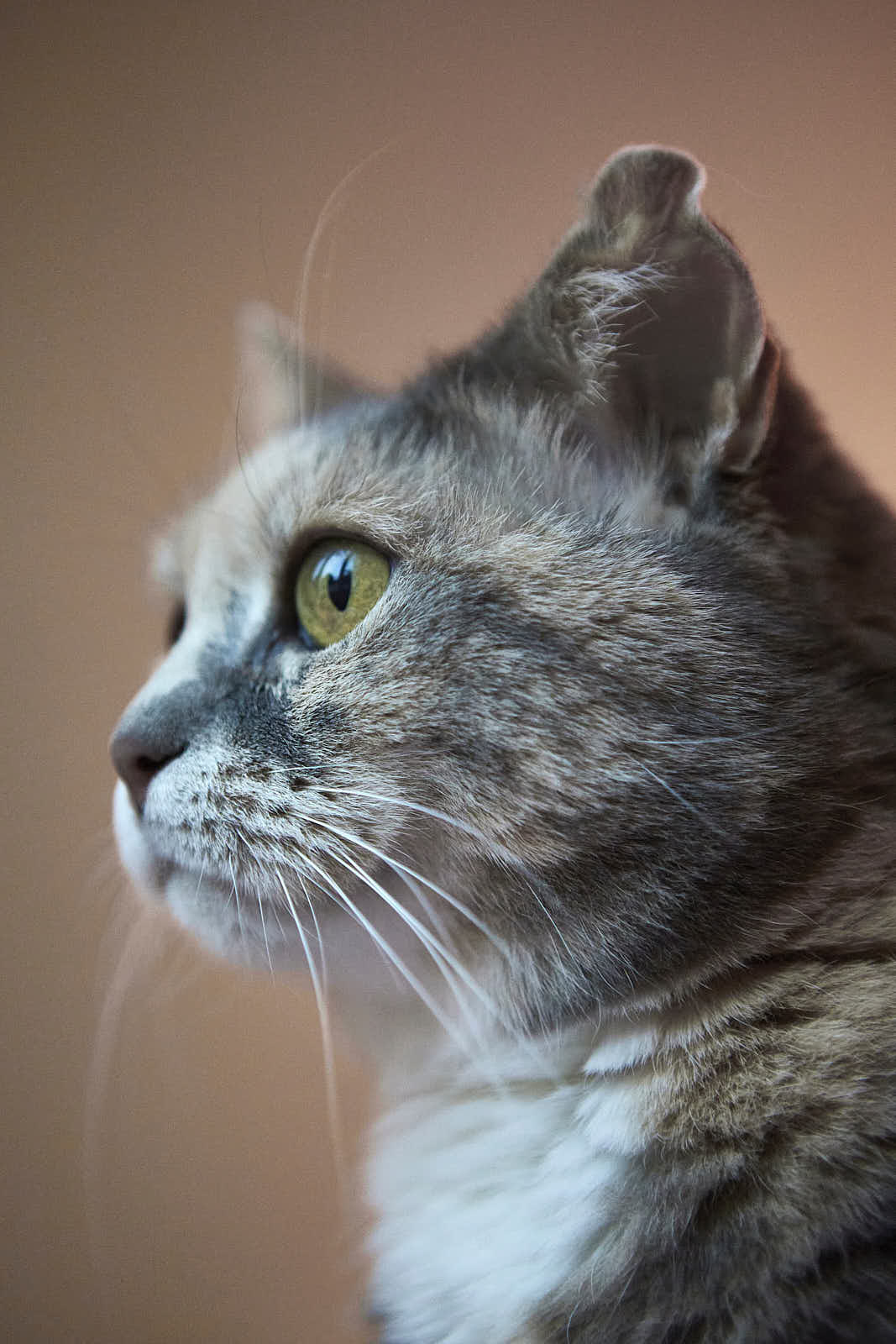 Animaux — photographie 22