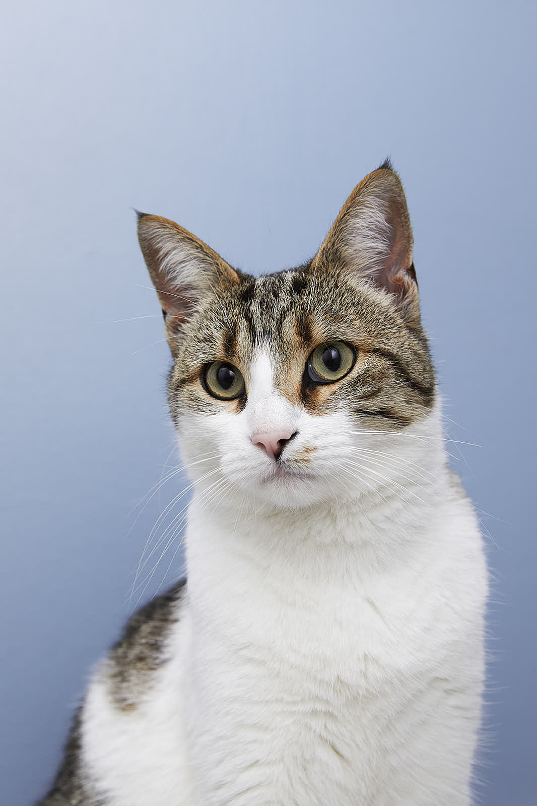 Animaux — photographie 23
