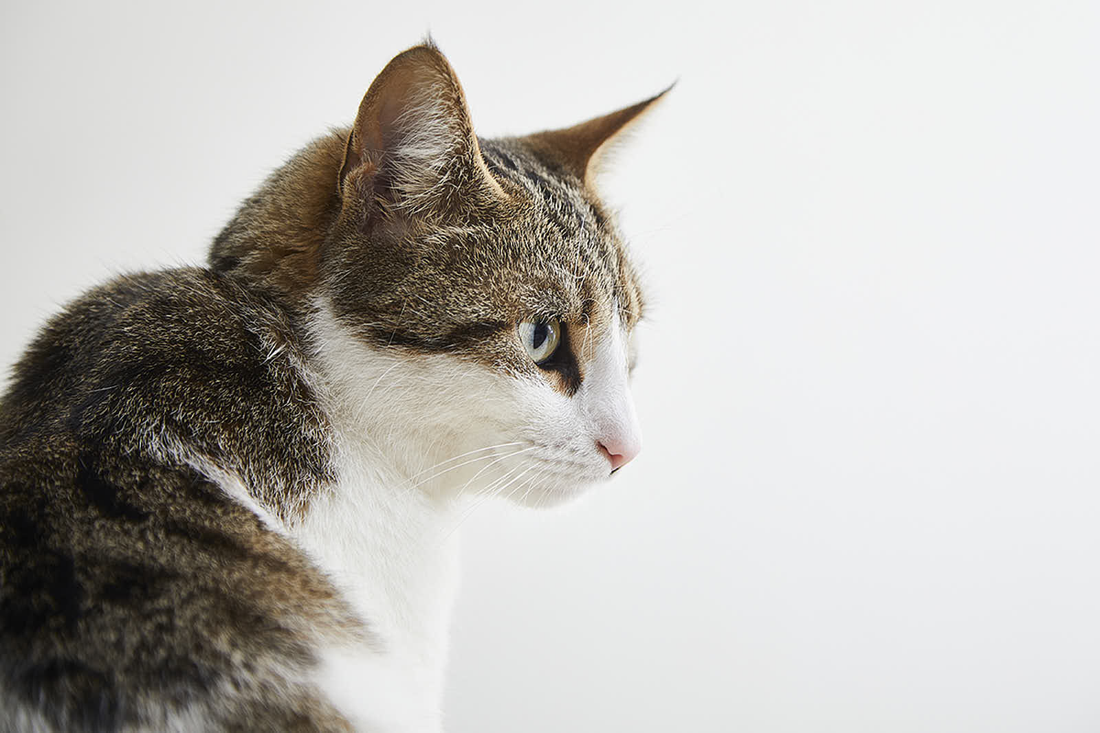 Animaux — photographie 24